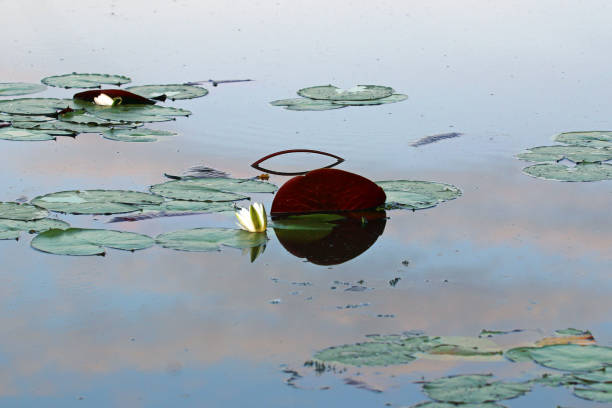 Lotus flowers surrounded by lily pads