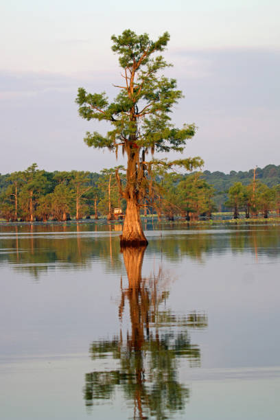 istock Spanish moss draped cypress trees in still reflected water 1258123987