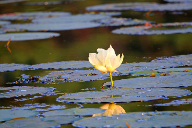 istock Lotus flowers surrounded by lily pads 1258123998