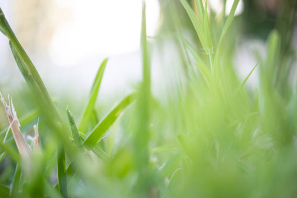 Nature Background With Beautiful Green Bokeh Circles. Horizontal composition with copy space.