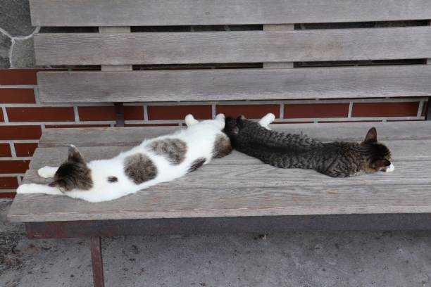 istock Stray cat in the park 1258124061