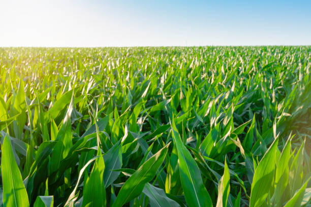 istock Beautiful morning sunrise over the corn field 1258124332