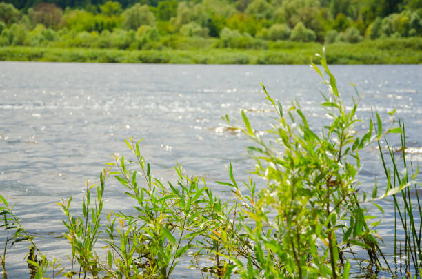istock nature protection. River flows. Protect the environment. ecology 1258124910