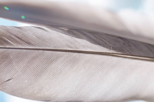 istock Exotic texture feathers background close up. Sky, blue pattern for your design. Macro photography view. 1258125200