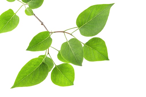 Green leaves on the white background