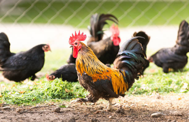 istock Rooster and Chickens. Free Range and Hens 1258125450