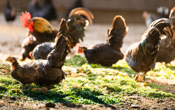 istock Rooster and Chickens. Free Range and Hens 1258125467