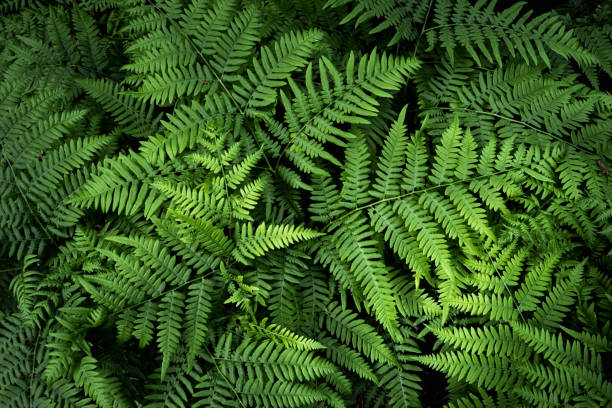 istock Natural background from fern leaves 1258125469