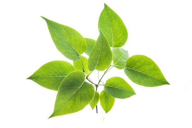 istock Green leaves on the white background 1258125481