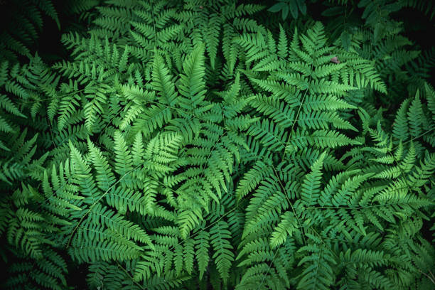 istock Natural background from fern leaves 1258126083