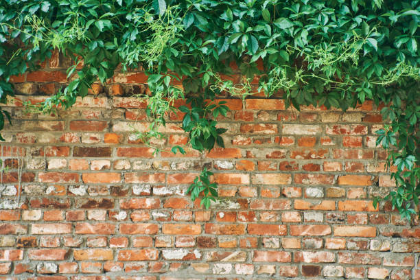 istock The Green Creeper Plant on a brick wall. Background 1258126549