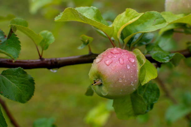istock Ripe apple hanging on a branch 1258127349