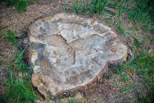 Stump on green grass in the garden. Old tree stump in the summer park.