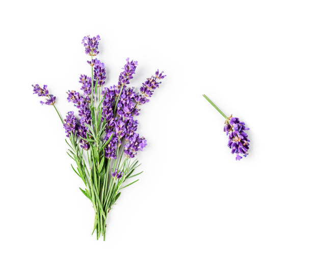 istock Lavender flowers and leaves creative layout 1258132024