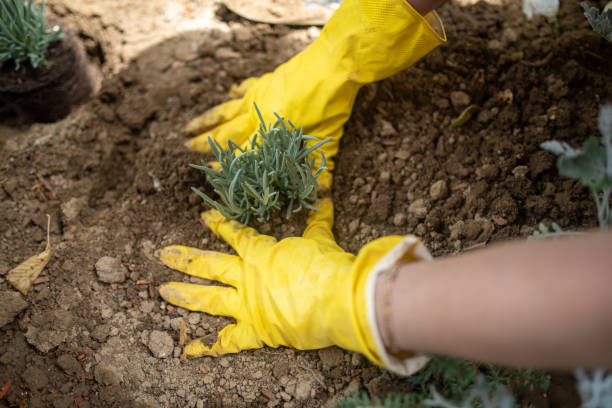 istock Close up on Hands in Gloves Planting Lavender 1258132900