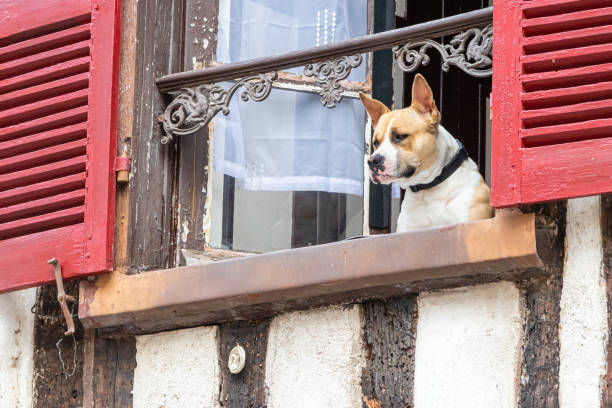 istock a dog looking out the window 1258133037