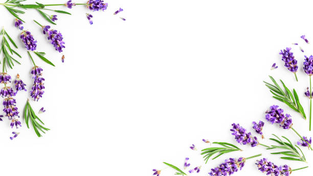 istock Lavender flowers and leaves creative frame 1258133085