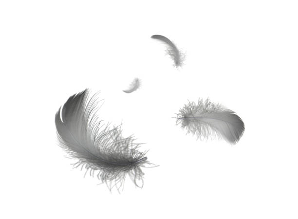 istock Light fluffy black feathers floating in the air. Feather abstract islate on white background. 1258133211