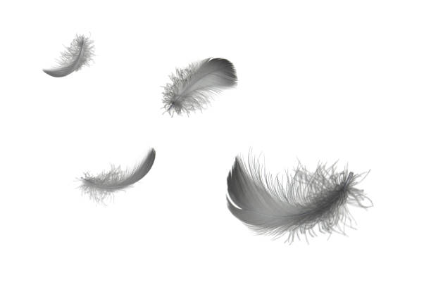 istock Light fluffy black feathers floating in the air. Feather abstract islate on white background. 1258133223
