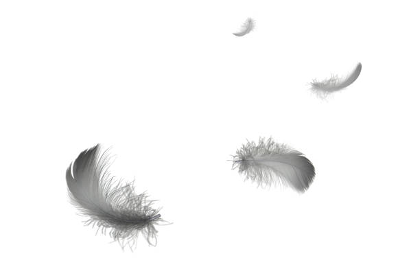 istock Light fluffy black feathers floating in the air. Feather abstract islate on white background. 1258133230