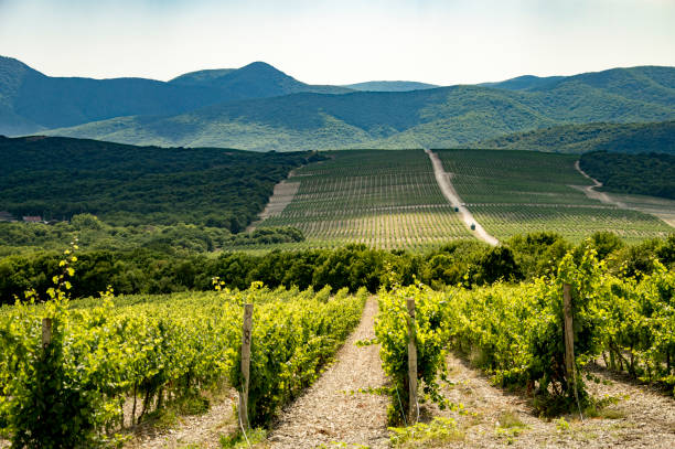 istock the fields of the vineyard in Russia 1258133375