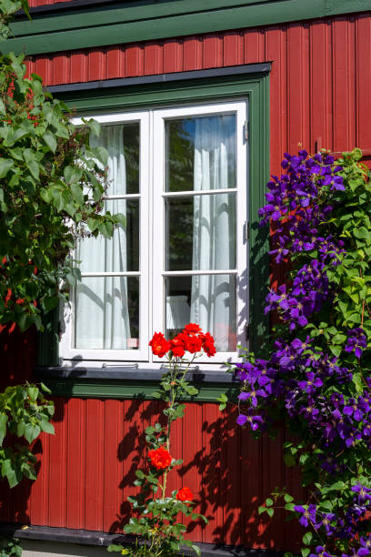 istock Red rose plant next to a window. 1258133441