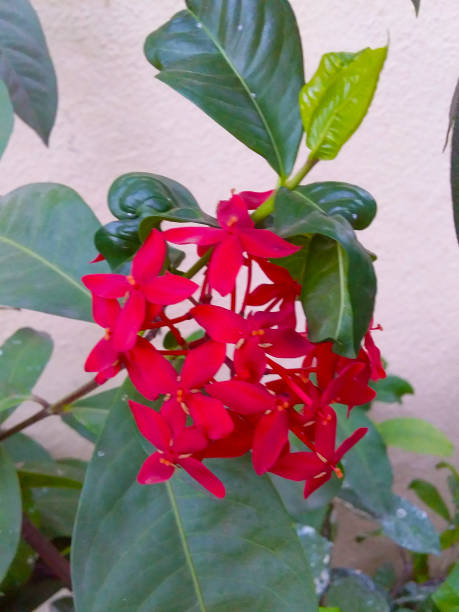 istock Red flowers in a bush 1258133474