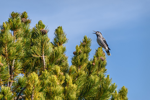 Bird nutcracker (Nucifraga caryocatactes) close up sits and sings on top of a cedar pine tree with cones