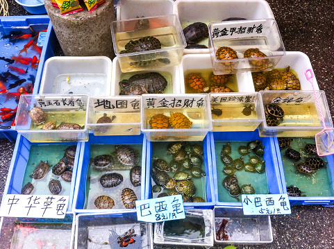 turtles for sale at the market of Guangzhou in China