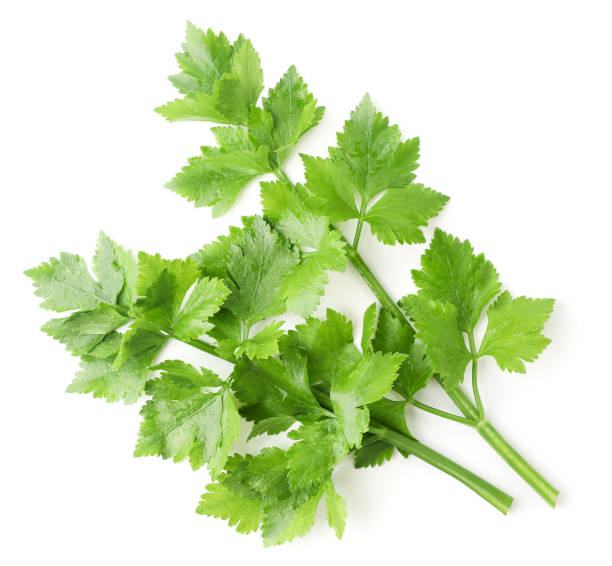 istock Celery leaves close-up on a white. Top view 1258136771