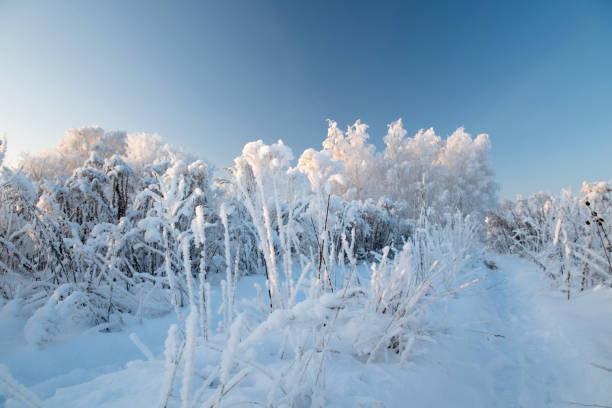 istock Winter landscape with snowy trees 1258136808