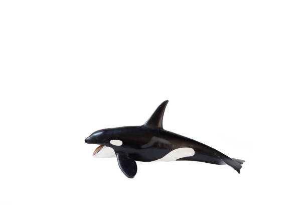 istock Small plastic figure of a killer whale with white background 1258137749