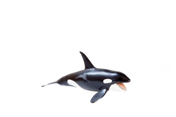 istock Small plastic figure of a killer whale with white background 1258137752