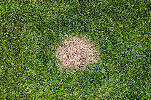 A brown spot of dead grass on a green grass lawn caused by excessive nitrogen in dog urine