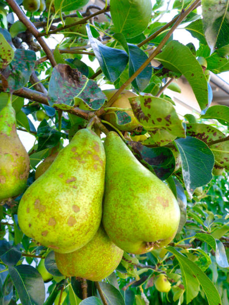istock ripe pears are ready to be harvested 1258139330
