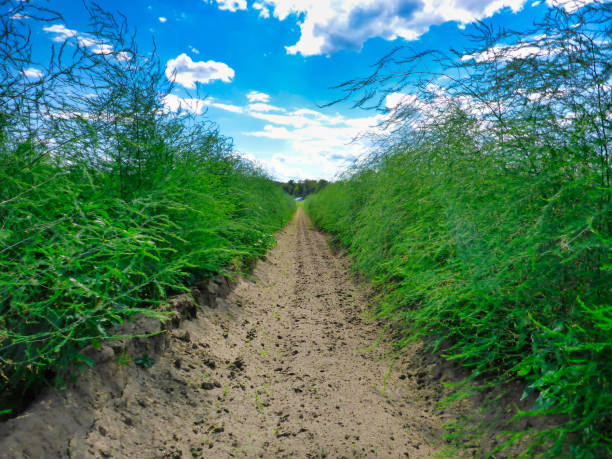 an huge asparagus field after harvesting