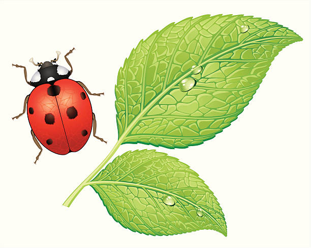 Ladybug and leafs  seven spot ladybird stock illustrations