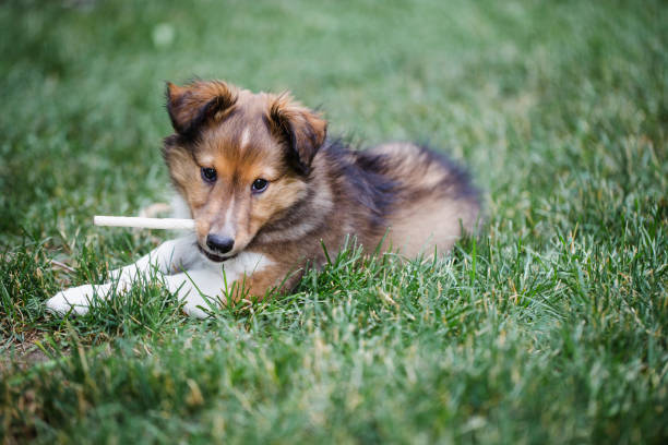 istock Puppy shetland sheepdog 1258141837