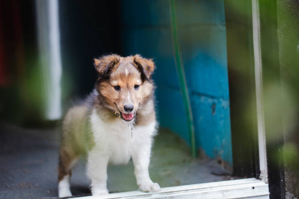 Puppy shetland sheepdog