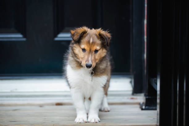 istock Puppy shetland sheepdog 1258141851