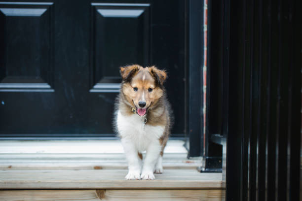 istock Puppy shetland sheepdog 1258141857