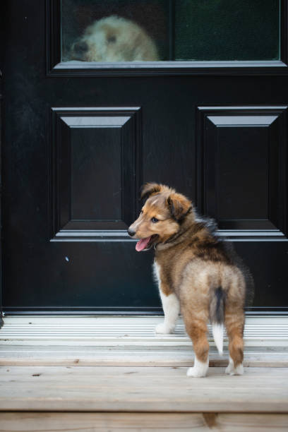 istock Puppy shetland sheepdog 1258141878