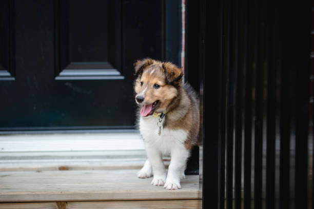 istock Puppy shetland sheepdog 1258141887