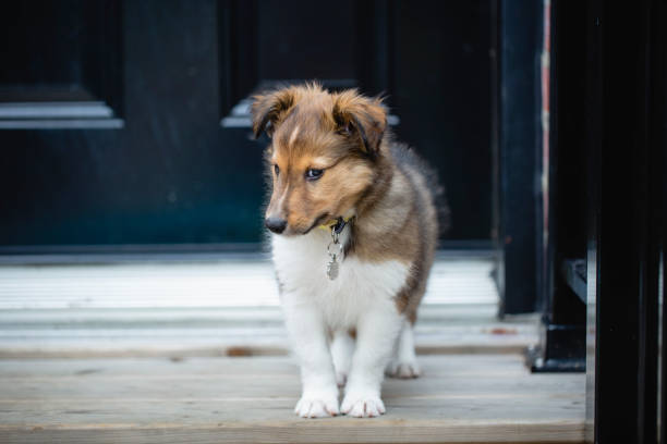 Puppy shetland sheepdog