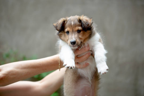 istock Puppy shetland sheepdog 1258142509