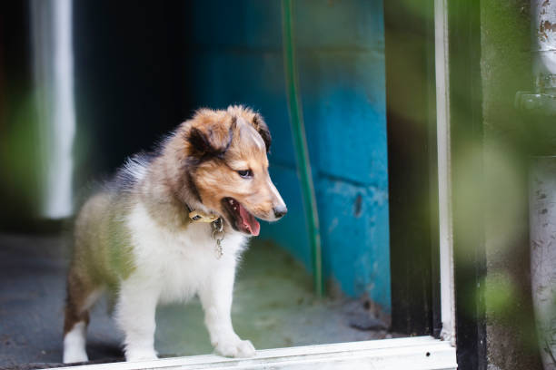 istock Puppy shetland sheepdog 1258142529