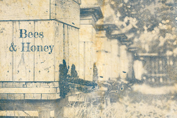istock Sketch of apiary in countryside in Poland 1258142570