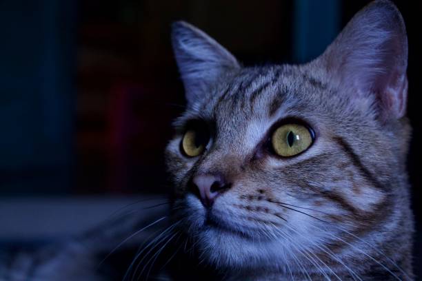 istock Beauty eyes cat 1258144070