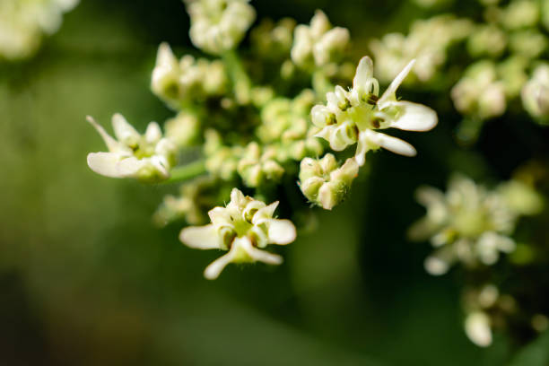 istock A Macro Shot of a Flower 1258144136