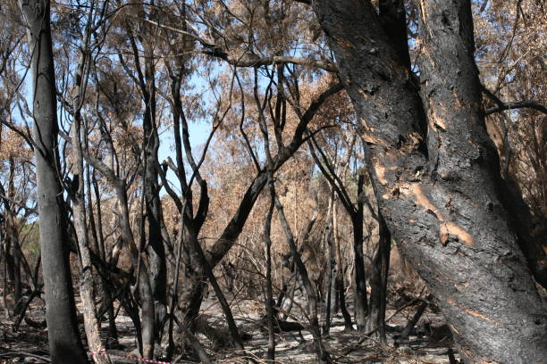 istock Australia, Perth, Yenchep National Park 1258144138